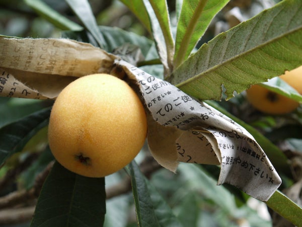 <大人のゆるり旅>『房州びわ狩り食べ放題 「5つ星の宿」鴨川温泉「鴨川館」2日間』<プレミアムステージ>1